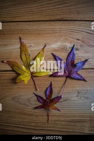 Autumn maple leaves on a wooden table. Three yellow and red leaves, symbolic, family, child, love, marriage. Foliage, colors, book cover Stock Photo
