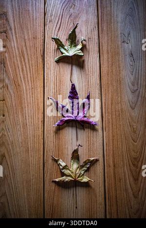 Autumn maple leaves on a wooden table. Three yellow and red leaves, symbolic, family, child, love, marriage. Foliage, colors, book cover Stock Photo