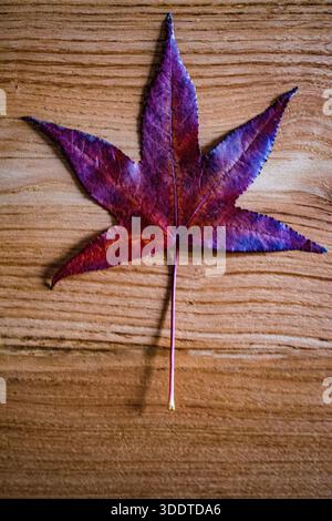Autumn maple leaf on a wooden table. A red leaf, symbolic, children, loneliness, solitude, single, abandonment. Foliage, colors, book cover Stock Photo