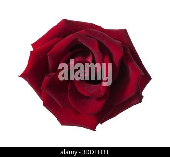 Dark red Rose isolated on white background. Stock Photo