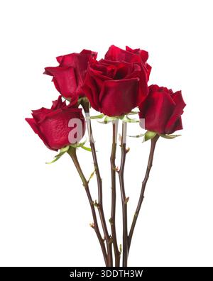 Five red Roses  isolated on white background. Stock Photo