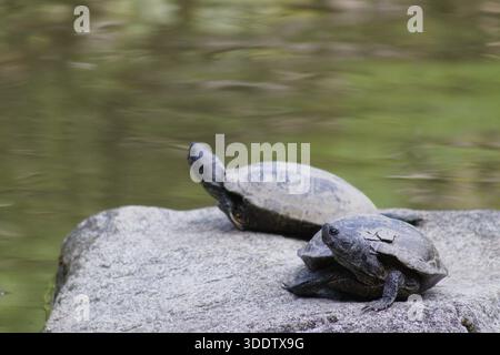 Two turtles resting on a rock beside a pond in the Seattle Japanese Garden Stock Photo