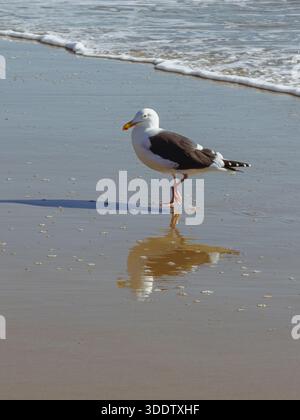 Seagull walking on sunny beach with its reflection on the wet sand Stock Photo