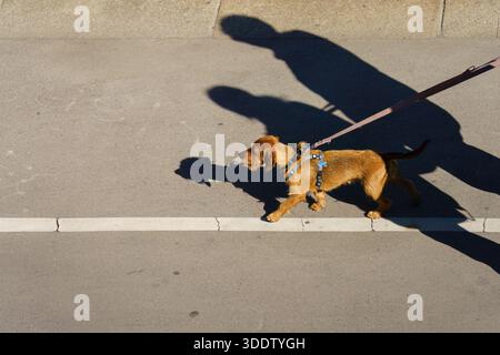 A small brown dog on a leash walks on a city street with two people casting shadows. Stock Photo