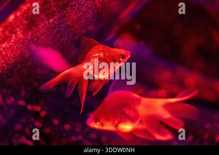Fish inside 'Goldfish Rock Garden' installation with architect Kengo Kuma, Art Aquarium Museum, Ginza, Tokyo, Japan Stock Photo