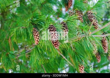 Green pine tree branches with many brown cones in nature. Stock Photo
