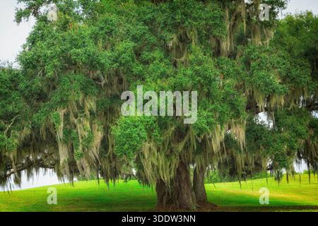 Large mature oak tree with spanish moss in northern Florida Stock Photo