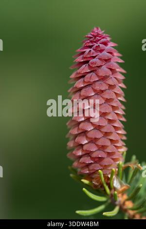 Close-up of a young red spruce cone. The cone is still soft and fresh. The background is green. There is space for text. Stock Photo