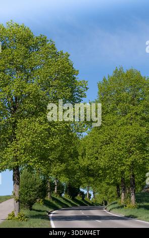 An avenue of green deciduous trees lining a street in spring. The sun is shining. The sky is blue. Stock Photo