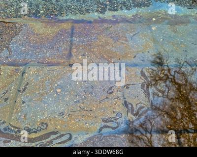 Oil and water mixing on pavement forming colorful gasoline film and reflecting tree branches Stock Photo