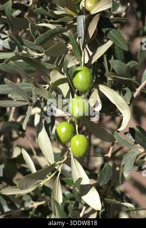 Green fresh olives on olive tree branch Stock Photo