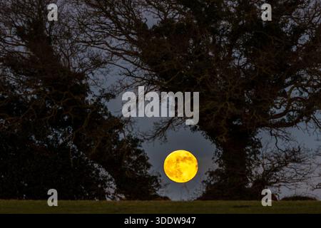 The January full moon, known as the Wolf Moon, rises over a field in Devon, appearing larger and brighter due to its proximity to Earth during a supermoon. The event was visible across the region as clear skies allowed uninterrupted observation. Stock Photo