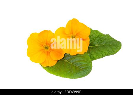 Primrose primula flowers isolated on white background Stock Photo