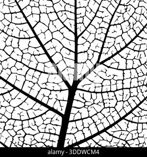 Leaf vein texture. Skeleton leafs pattern. Plant structure. Cells veins leaves. Green tree leave. Black detailed cell isolated on white background Stock Vector