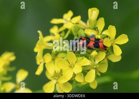 Red and black checkered beetle (Trichodes alvearius) on bright yellow mustard flowers with a soft green blurred background Stock Photo