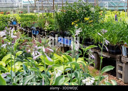 Blooming hostas and vibrant lilies on display at a Waukesha, Wisconsin nursery in June. Perennials staged on benches under protective shade cloth. Stock Photo