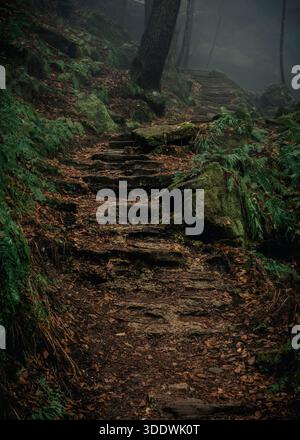 Stone steps in a foggy forest. Stock Photo