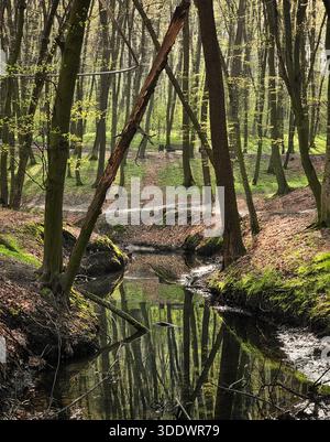 Woodland stream in early spring. A peaceful, vertical shot of a narrow creek reflecting tall, slender trees in a sunlit forest. Stock Photo