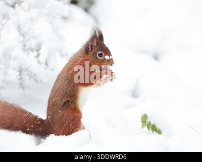 Red squirrel (Sciurus vulgaris) in the snow in a forest in the Scottish Highlands, UK Stock Photo