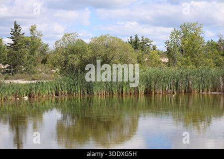 reeds, green boreal forest reflected in calm pond (lake) water under summer mostly cloudy blue sky (landscape) Stock Photo