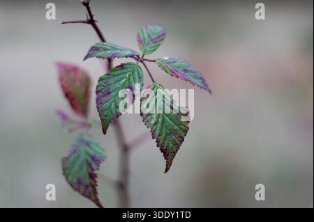 Close-Up Of Purple-Tinted Green Blackberry Leaves On A Delicate Branch In Soft Natural Light, with Narrow Depth of Field Stock Photo