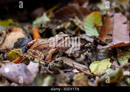 Close-Up of a Small Brown Agile Frog  (Rana dalmatina) Resting on Leaf Litter in a Quiet Forest, Photographed with Low Depth of Field Stock Photo