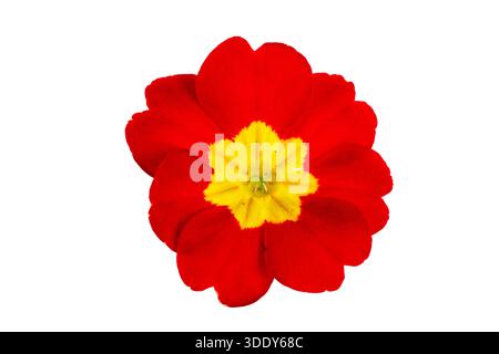 Primrose primula flowers isolated on white background Stock Photo