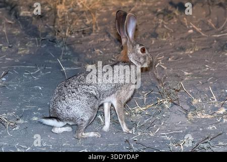 Scrub hare at night, Amber River, Okavango delta, Botswana Stock Photo