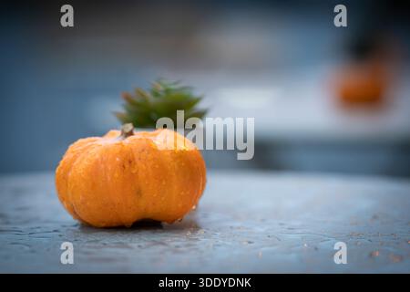 Small ornamental pumpkin covered with raindrops on a wet table, photographed with shallow depth of field and soft evening light. Autumn still life. Stock Photo