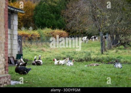 Muscovy ducks resting and grazing on green grass near a rural farmyard, with cows grazing in the background during autumn. Free-range Muscovy ducks. Stock Photo