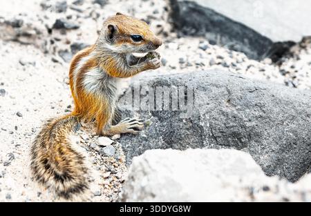 Ground squirrel stands upright on sandy terrain, nibbling food with its front paws. Surrounded by rocks, its striped fur and bushy tail highlight its Stock Photo