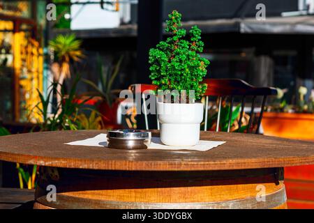 Outdoor cafe seating area featuring a wooden barrel table with a white potted miniature evergreen and an ashtray on a napkin. Plants and chairs, cozy Stock Photo
