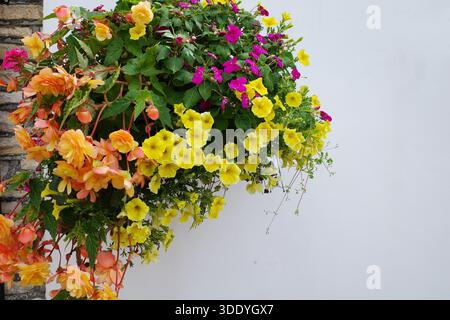 Hanging basket displays vibrant flowers against a white wall. The arrangement includes yellow petunias, orange begonias , and magenta impatiens , crea Stock Photo
