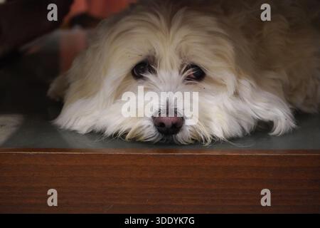Close-up of a cute white maltese dog lying under a table with a sad, expressive face looking at the camera. Emotional pet portrait. Stock Photo