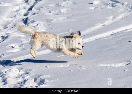 Small white dog jumpig in the snow Stock Photo
