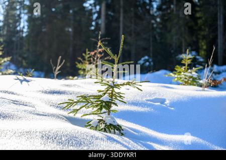 small; green pine tree in the snow Stock Photo