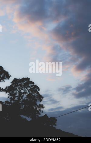 Pastel painted sky with cirrus and cumulus clouds illuminated by sun rays. Dark tree silhouettes in the foreground create a strong evening contrast. Stock Photo