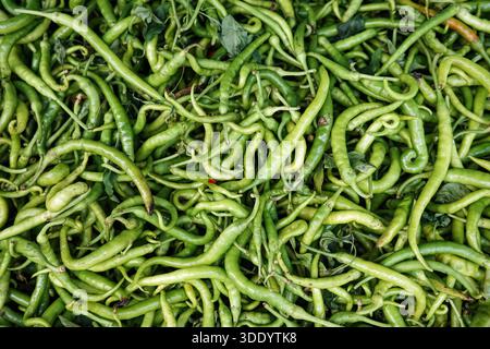 Closeup full frame background of many fresh green chili peppers with natural texture, healthy vegetable food concept Stock Photo