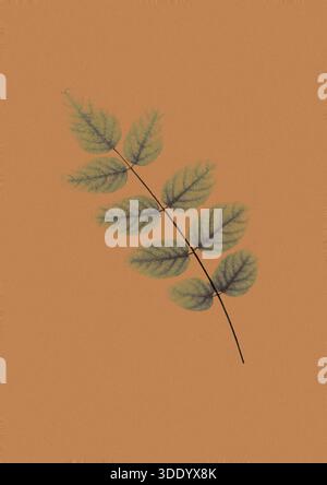 Minimal botanical leaf illustration on a warm terracotta background, featuring a delicate branch with soft green leaves in a modern, organic style. Stock Photo