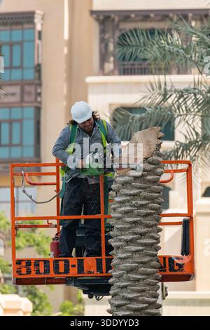 Man trimming palm tree using chainsaw from aerial work platform. Safety at work and professional arborist service for urban landscape maintenance. Dub Stock Photo