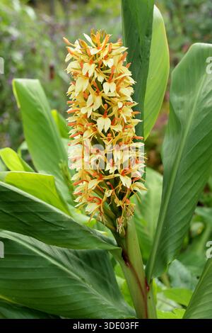 Hedychium 'Tara', ginger lily plant flowering in the north of England in summer. Related to ginger plant Stock Photo