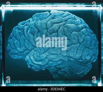 Frozen brain suspended against a dark backdrop. Synthetic brain, artificial intelligence concept. Stock Photo