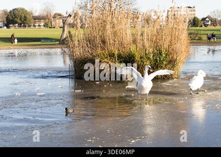 Greenwich, London, UK, 4th January 2026:  UK Weather. Mute swan spreads wings on frozen pond at Greenwich Park with other swans visible in background during cold weather affecting London. The dramatic wing display behavior is captured on the ice-covered water surface, with the swan's white plumage contrasting against the frozen pond and winter reeds. Such displays are typical swan behavior used for territorial assertion, mate communication, or preening. The frozen conditions provide an unusual backdrop for natural wildlife behavior. Credit: glosszoom/Ģ����ý Live News Stock Photo