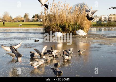 Greenwich, London, UK, 4th January 2026:  UK Weather. Seagulls take flight over frozen pond at Greenwich Park where mute swans and waterfowl gather during cold snap affecting London. Multiple gulls are captured mid-flight above the ice-covered water, with swans resting near winter reed beds in the background. The scene shows diverse bird activity on and above the frozen pond as different species compete for space and food during freezing conditions. Credit: glosszoom/Ģ����ý Live News Stock Photo