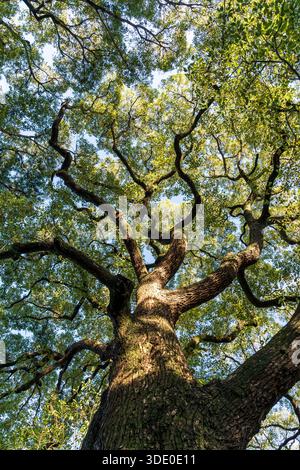 Low angle view looking straight up the trunk of a large Camphor Tree, (Cinnamomum camphora), with its springtime leaves, in the sunshine. Blue sky. Stock Photo