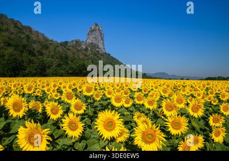 Sunflower Field with Mountain Landscape Under Dramatic Blue Sky.at Lop buri Thailand, sunflower background concept Stock Photo