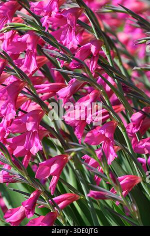 Gladiolus communis byzantinus, Byzantine gladiolus, deep magenta, funnel-shaped flowers with paler markings on the tepals Stock Photo