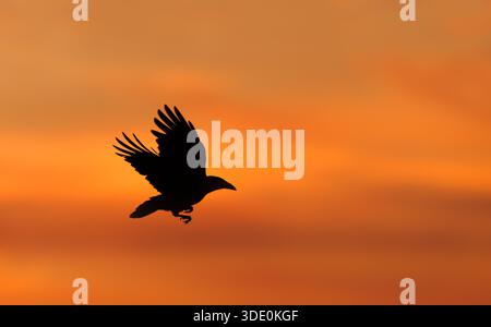 Silhouette of a carrion crow (Corvus corone) in flight with wings fully spread against a vibrant orange and yellow sunset sky, UK. Stock Photo