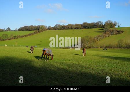 Grazing horses in the Lilley Valley Stock Photo