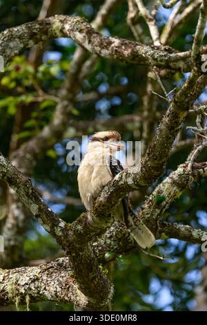 A laughing kookaburra (Dacelo novaeguineae) sitting in a tree in Australia. Stock Photo